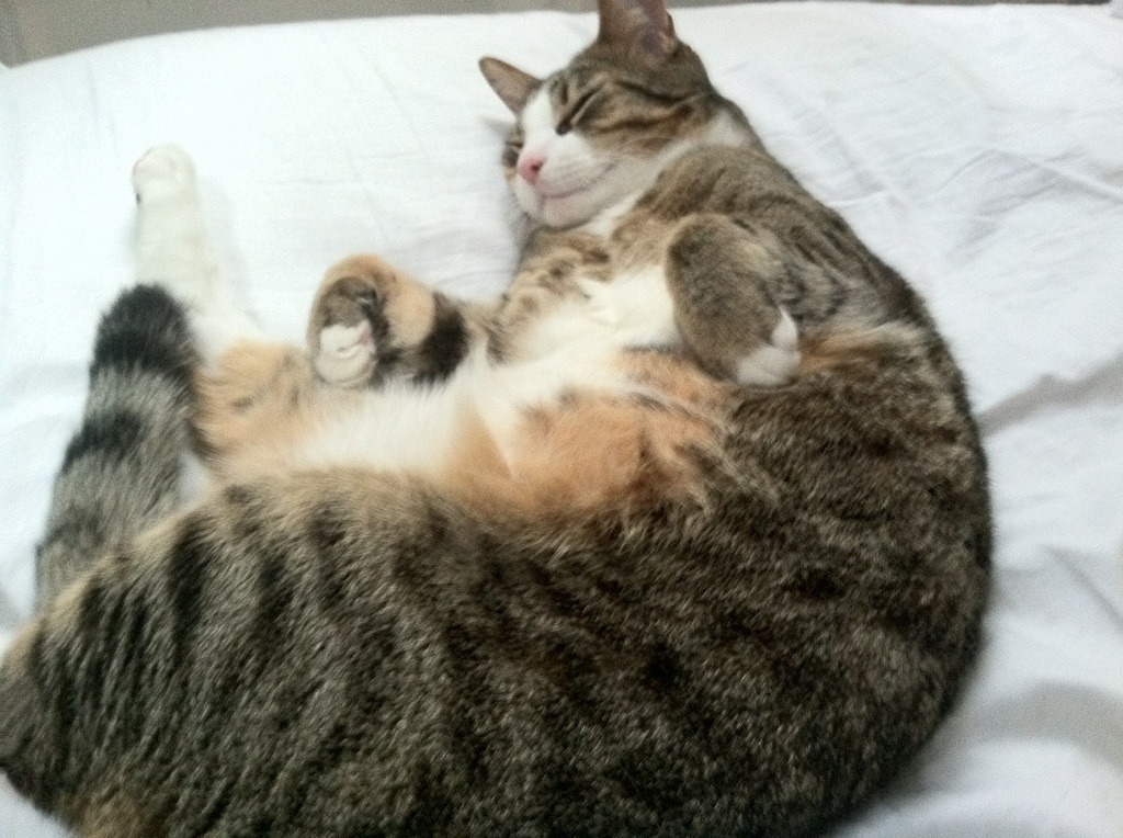 迪巴拉末节闪光，新西兰绝境逆转哥斯达黎加