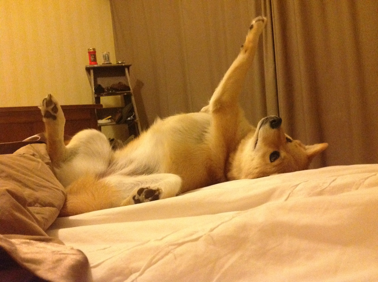 詹姆斯末节狂飙19分，老鹰展翅终结森林狼连胜神话